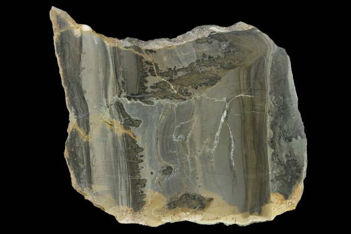 Triassic Aged Stromatolite Fossil - England #130924